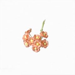 Pastel Orange Sweetheart Blossom 1cm